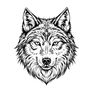 Kurtlar, beyaz bir arka planda kürkün dokusunu ve keskin bakışlarını yakinen yakinen yakalarlar..