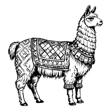 Lama tarafsız bir ifadeyle sakince duruyor.