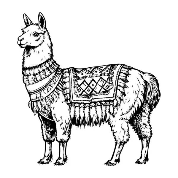 Lama tarafsız bir ifadeyle sakince duruyor.