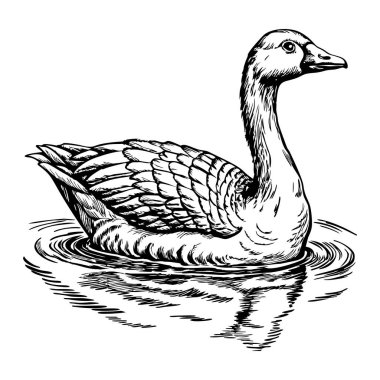 Kaz sakince suda yüzüyor.