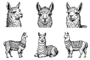 Lama 'yı beyaz arkaplanda ayarla