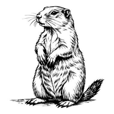 Köstebek arka ayaklarının üzerinde duruyor, tetikte bekliyor.