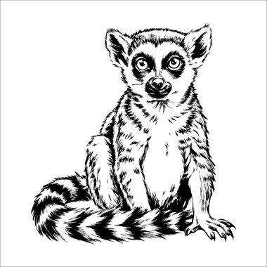 Siyah beyaz bir lemur çizimi. Lemur arka ayaklarının üzerinde oturuyor ve kameraya bakıyor.