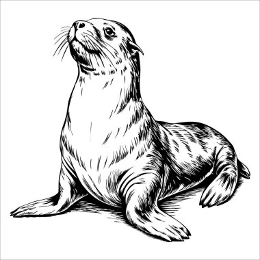 Sırtında bir mühür var. Siyah bir burnu ve siyah bir kulağı var. Mühür beyaz.