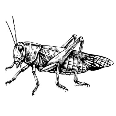 Bir çekirgenin siyah beyaz çizimi. Çekirgenin uzun bir vücudu ve bacakları vardır.