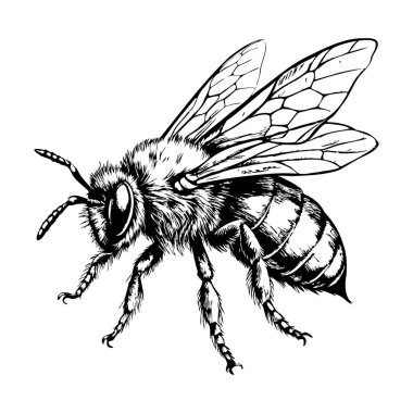 Siyah beyaz bir arı çizimi. Arının vücudunda siyah ve sarı çizgiler vardır.