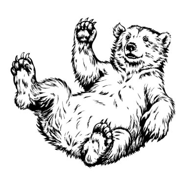 Bir ayı pençeleri havada sırt üstü uzanıyor. Ayı siyah beyaz.