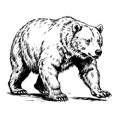 Bir ayı patikada yürüyor. Ayı iri ve yüzünde tehditkar bir ifade var.