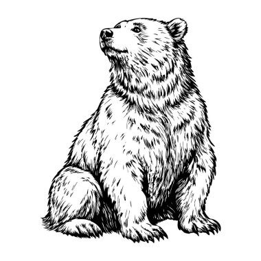 Bir ayı başı yukarda yerde oturuyor. Ayı sağa bakıyor.