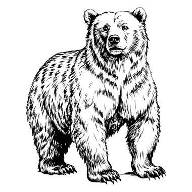 Beyaz bir arka planın önünde bir ayı duruyor. Ayı iri ve yüzünde tehditkar bir ifade var.