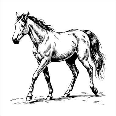 Yürürken tam vücut at çizimi, kenar görünüm çizimi