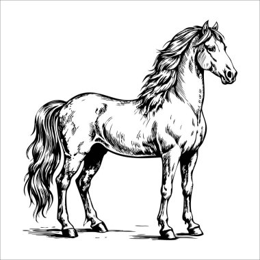 Atın akışkan yeleli klasik siyah beyaz çizimi