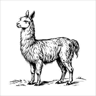 Tarlada duran siyah beyaz bir lama çizimi. Lama huzurlu bir ortamda tasvir edilirken, sakinlik ve sükunet kavramı