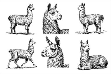 Görüntü, bir dizi siyah beyaz lama çizimi. Lamaların hepsi farklı boyutlarda ve ayakta ya da uzanıyorlar. Manzara sakin ve huzurlu. Lamalar çeşitli pozlarda tasvir ediliyor.