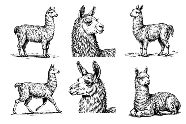 Görüntü, bir dizi siyah beyaz lama çizimi. Lamaların hepsi farklı boyutlarda ve ayakta ya da uzanıyorlar. Manzara sakin ve huzurlu. Lamalar çeşitli pozlarda tasvir ediliyor.