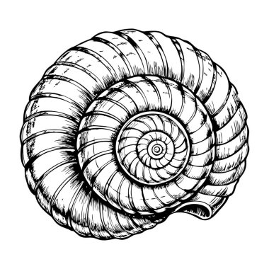 Dar deniz salyangozu kabuğu, beyaz arka planda izole edilmiş temiz mavi dış hat.