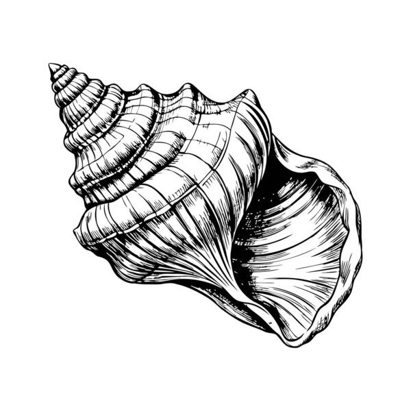 ribbed conical seashell, blue line sketch style on white background
