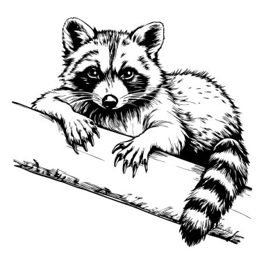 Ağaç dalında uzanan rakun, tuhaf bir ifadeyle klasik oymacılık tarzında.