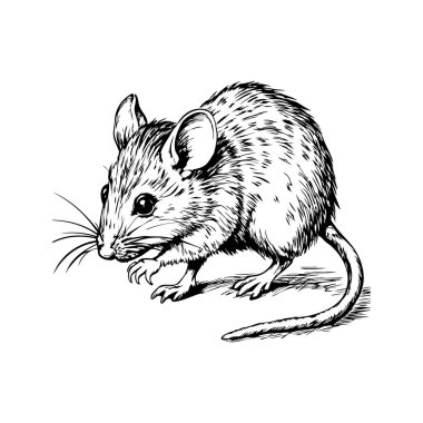 Üzerinde ince detaylar olan siyah beyaz bir fare resmi.