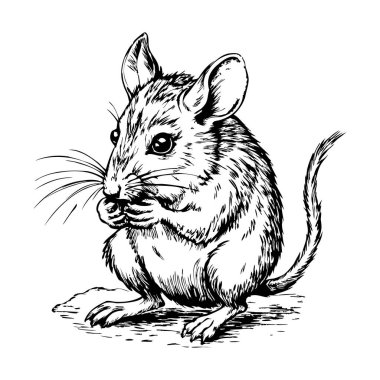 Büyük gözlerle ileriye bakan farenin ayrıntılı mürekkep çizimi