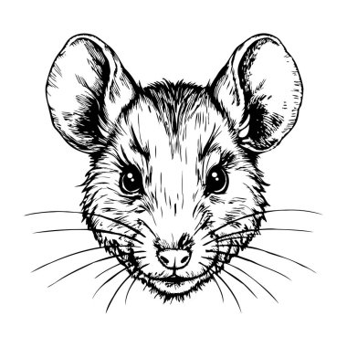 Büyük yuvarlak kulaklı, ileriye bakan bir fare tasviri