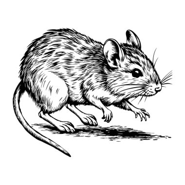 Siyah beyaz çizilmiş uzun kuyruklu fare çömelmiş.