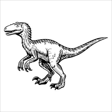 Velociraptor dinozorunun detaylı bir çizimi. Yaratığın ince bir vücudu, keskin pençeleri ve uzun bir kuyruğu var. İki ayak üstünde duruyor, yırtıcı duruşunu sergiliyor..