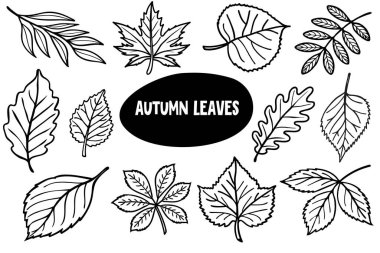 Farklı şekil ve boyutlarda çeşitli sonbahar yaprakları koleksiyonu. Yapraklar siyah bir zeminde beyaz bir zemine sahipler, benzersiz özelliklerini sergiliyorlar..