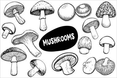 Siyah ve beyazla gösterilmiş çeşitli mantarlar. Kapaklar ve saplar da dahil olmak üzere farklı şekil ve boyutlarda sergilenmektedir. MÜZİK sözcüğünün önemli bir özelliği vardır..