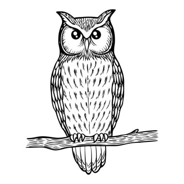 Dala konmuş bir baykuşun detaylı bir çizimi. Baykuşun geniş gözleri ve tüylü desenleri vardır. Bu da kendine özgü özelliklerini gösterir..