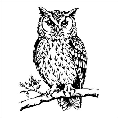 Dala konmuş bir baykuşun detaylı bir çizimi. Baykuşun büyük gözleri ve tüylü desenleri var. Görkemli görünümünü sergiliyor..