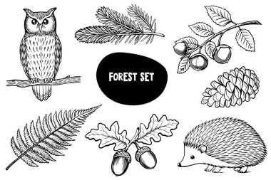 Bir baykuş, eğrelti otu, meşe palamudu, kozalak ve kirpi gibi orman elementleri koleksiyonu. Resimler siyah-beyaz, gösterişli doğa ayrıntıları..