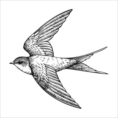 Uçan bir kırlangıç kuşunun detaylı bir çizimi. Kuşun ince bir vücudu, uzun kanatları ve çatallı bir kuyruğu vardır. Tüyleri karmaşık bir şekilde siyah beyaz desenlidir..