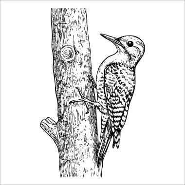 Ağaç gövdesine tünemiş bir ağaçkakanın detaylı bir çizimi. Kuşun desenli bir vücudu ve doğal yaşam alanını gösteren sivri bir gagası var..