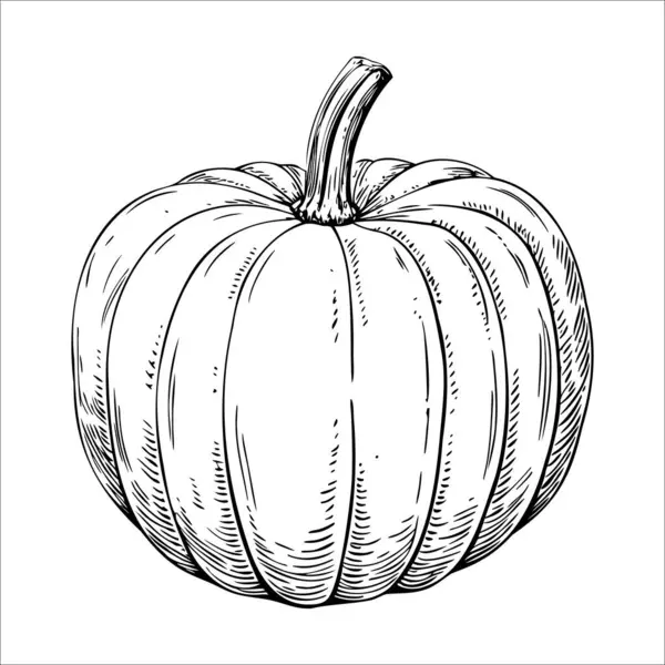 Kalın saplı ve tırtıklı yüzeyi olan bir balkabağının detaylı bir çizimi. Balkabağı yuvarlaktır ve sonbahar temaları için uygun pürüzsüz bir dokusu vardır..