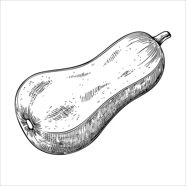 Elle çizilmiş bir balkabağı resmi. Kabağın pürüzsüz, açık ten rengi ve üst kısmında küçük bir gövdesi olan uzun bir şekli vardır..