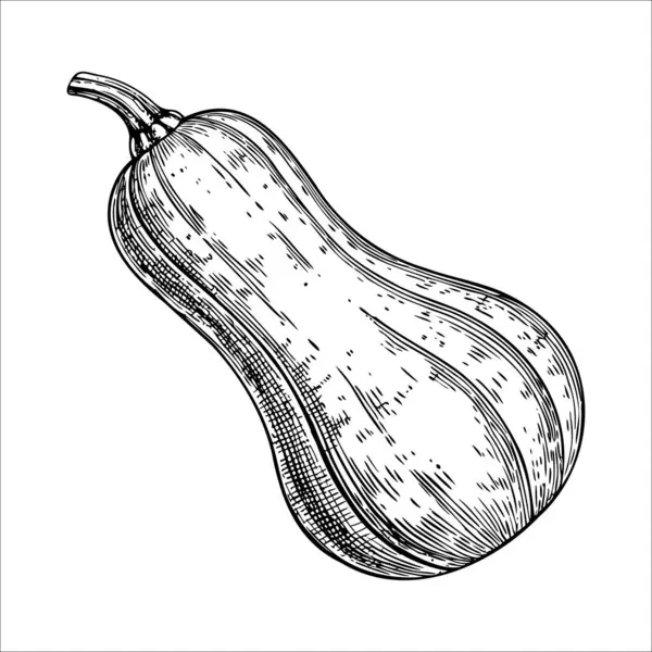 Tereyağlı balkabağının detaylı bir çizimi. Kabağın pürüzsüz, açık ten rengi ve kıvrımlı boynu olan uzun bir şekli vardır. Gerçekçi bir şekilde resmedilmiş..