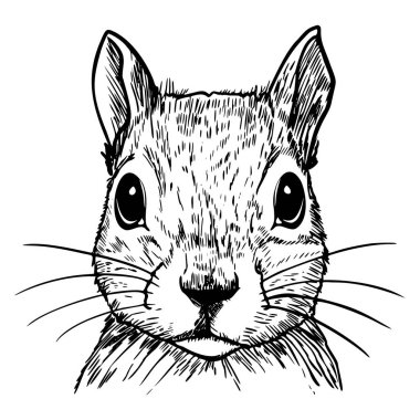 Sincapların yüzünün detaylı bir çizimi. Çizim, büyük gözleri, belirgin bıyıkları ve hayvanın dokulu kürkünü ön plana çıkarıyor..