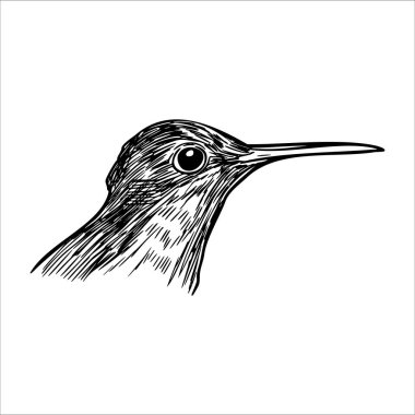 Uzun gagasını ve karmaşık tüy desenlerini gösteren sinekkuşlarının kafalarının detaylı bir çizimi. Kuş tetikte ve hazır görünüyor..