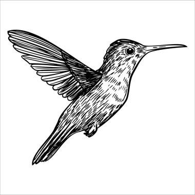 Uçan bir sinekkuşunun detaylı bir çizimi. Kuşun yanardöner tüyleri ve uzun, ince bir gagası vardır. Kanatları geniş, çevikliğini gösteriyor..