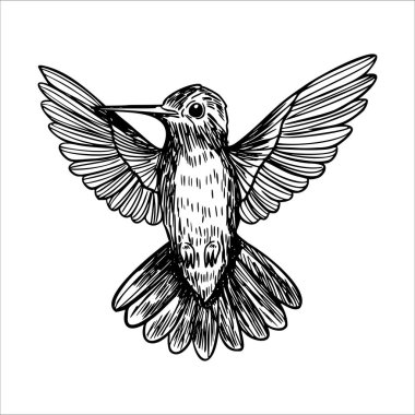 Uçan bir sinekkuşunun detaylı bir çizimi. Kuşun yanardöner tüyleri vardır ve geniş kanatları ile tasvir edilir, çevikliğini ve güzelliğini gösterir..