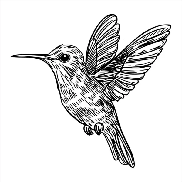 Uçan bir sinekkuşunun detaylı bir çizimi. Kuşun ince bir bedeni, uzun bir gagası ve canlı kanatları vardır. Benzersiz özelliklerini ve çevikliğini sergiler..