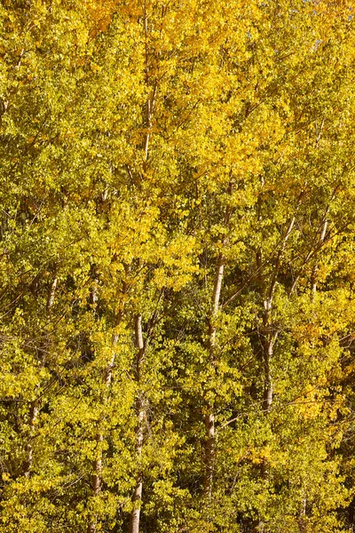 stock image Beautiful sunny autumn landscape in Guadalajara, Castilla La Mancha, Spain