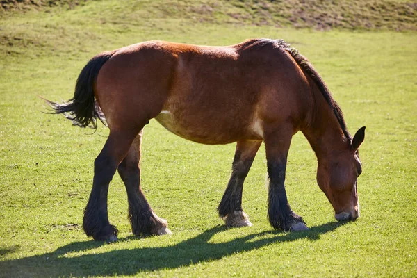 緑の牧草地の牧草地で馬の放牧 自然環境 — ストック写真