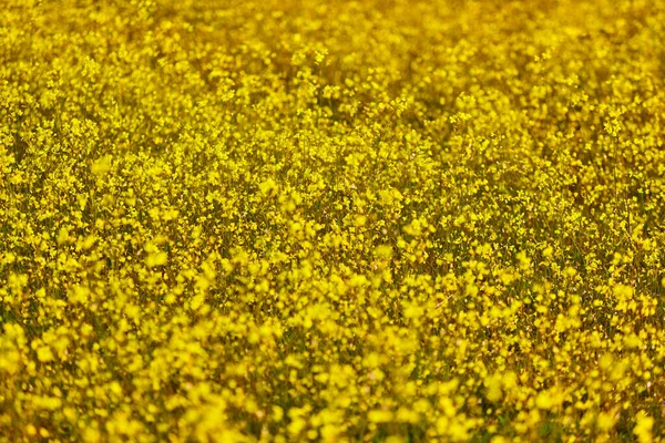 First Yellow Flowers Bloom Spring Colorful Season Background — Stock Photo, Image
