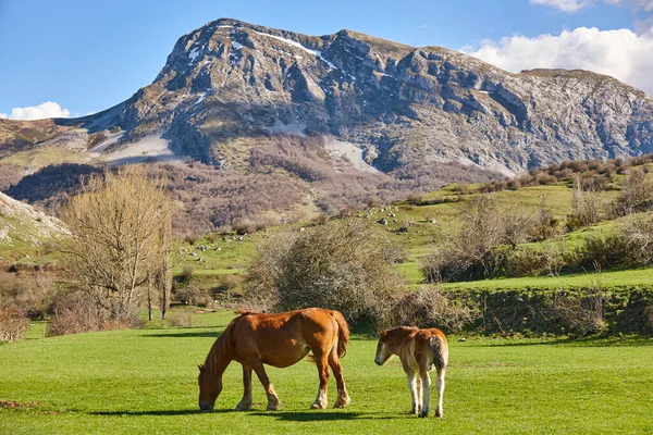Horses Green Valley Castilla Leon Landscape Spain — стоковое фото