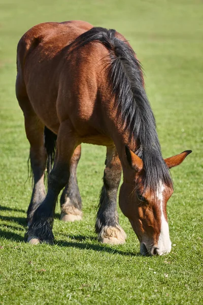 Pferd Einem Grünen Tal Kastilien León Spanien — Stockfoto
