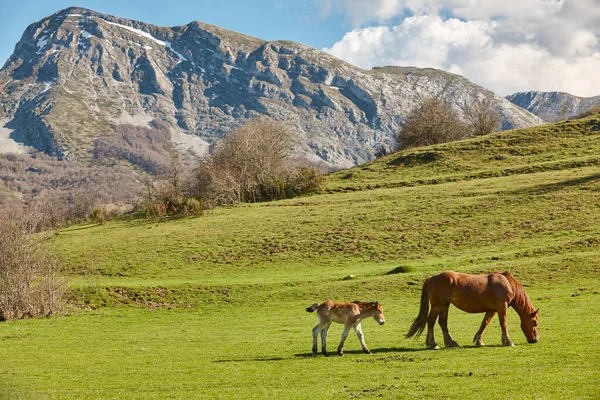野马和她的小鹿在一个绿色的山谷里 新生儿 — 图库照片