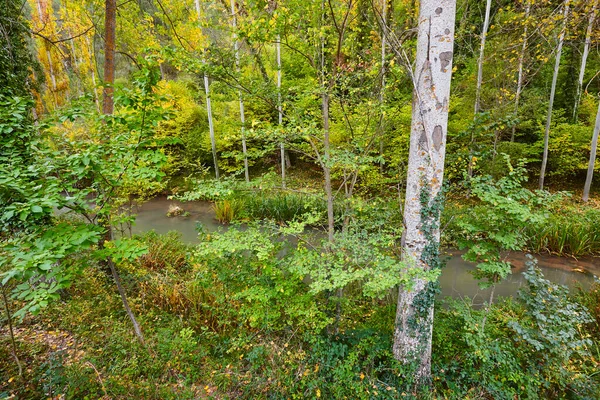 Herfst Bos Rivier Landschap Gele Groene Tinten — Stockfoto