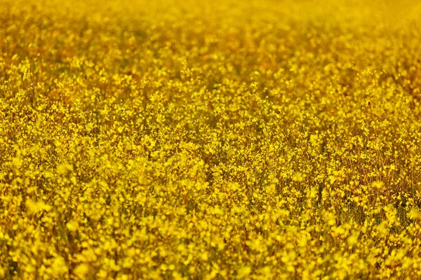 First Yellow Flowers Bloom Spring Colorful Season Background — Stock Photo, Image